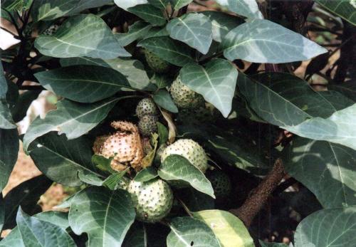 曼陀羅